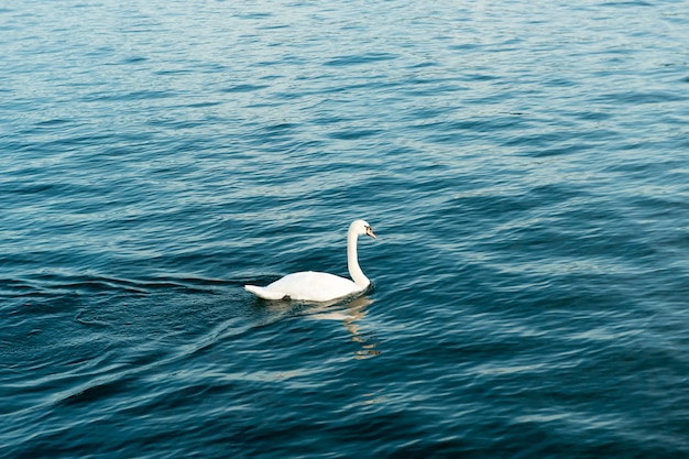 Un cygne sur la rivière suisse