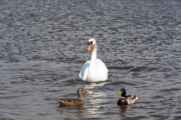 Cygne de sauvagine sur le lac au printemps ou en été, cygnes communs au plumage blanc, cygnes blancs au printemps sur le lac