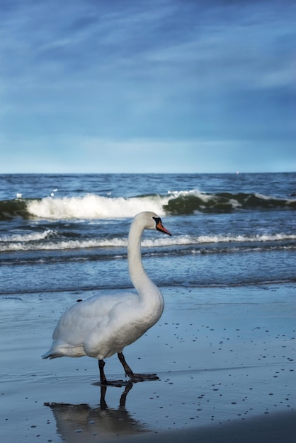un cygne solitaire blanc émerge des vagues mousseuses de la mer bleue