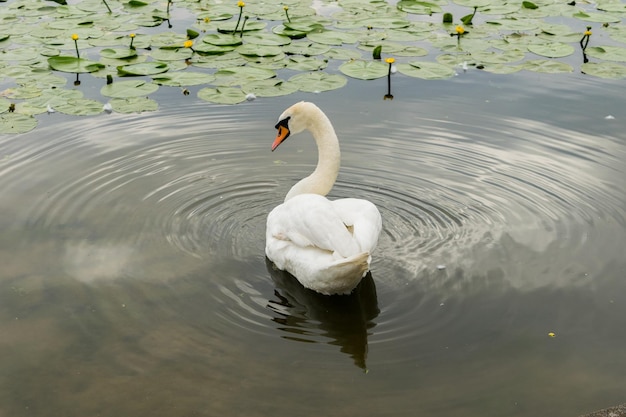 Cygne tuberculé blanc gracieux debout dans l'eau peu profonde au printemps Cygnus Olor Bernache du Canada nager à l'arrière-plan