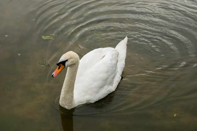 Cygne tuberculé blanc gracieux debout dans l'eau peu profonde au printemps Cygnus Olor Bernache du Canada nager à l'arrière-plan