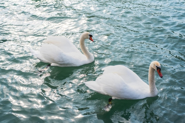 Cygne tuberculé Cygnus sur un lac Balaton