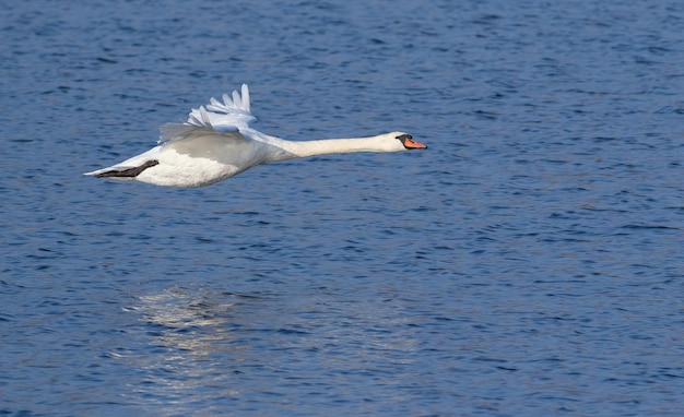 Cygne tuberculé Cygnus olor Un bel oiseau vole bas au-dessus de la rivière