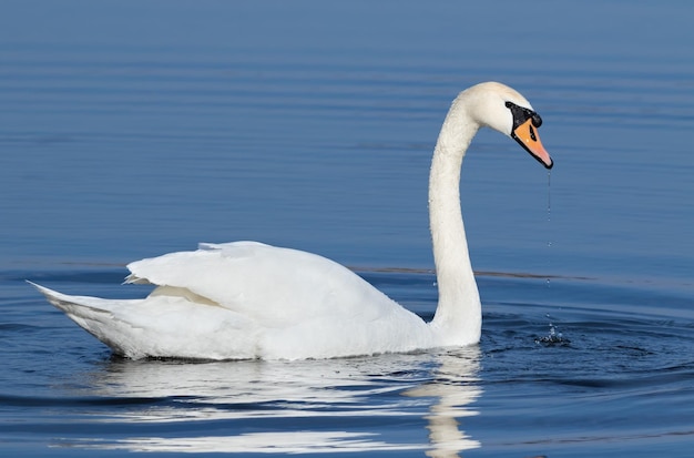 Cygne tuberculé Cygnus olor Un oiseau flotte sur la rivière