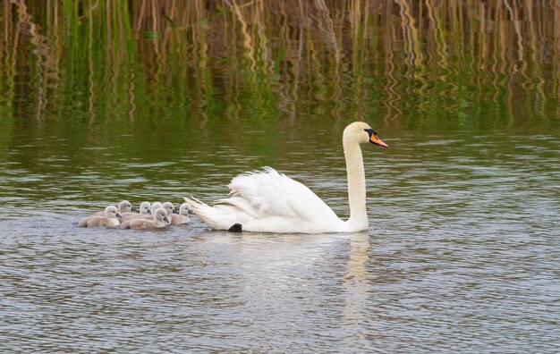 Cygne tuberculé Cygnus olor Un oiseau avec de petits poussins flotte sur une rivière