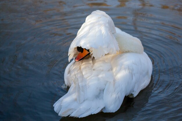 Cygne tuberculé (Cygnus olor)