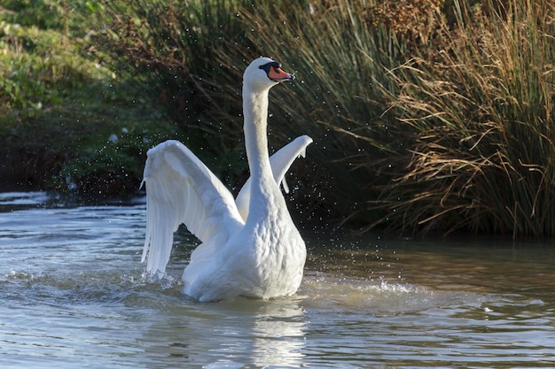 Cygne tuberculé (Cygnus olor)