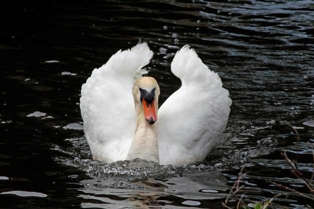 Cygne tuberculé mâle patrouillant près du site du nid