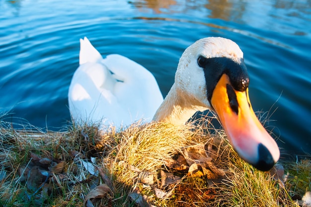 Cygne tuberculé sur le rivage Regard intéressé de l'oiseau aquatique Oiseau du Brandebourg