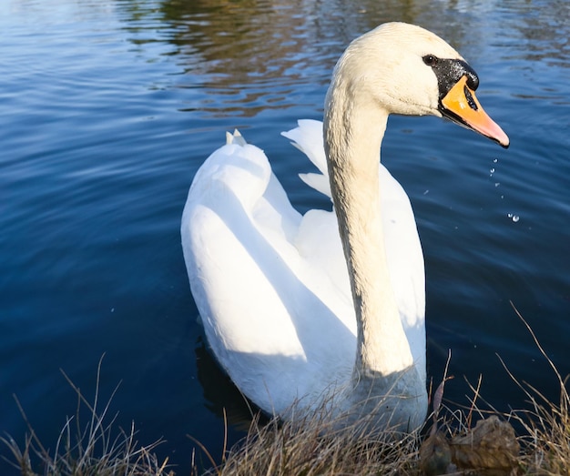 Cygne tuberculé sur le rivage Regard intéressé de l'oiseau aquatique Oiseau du Brandebourg