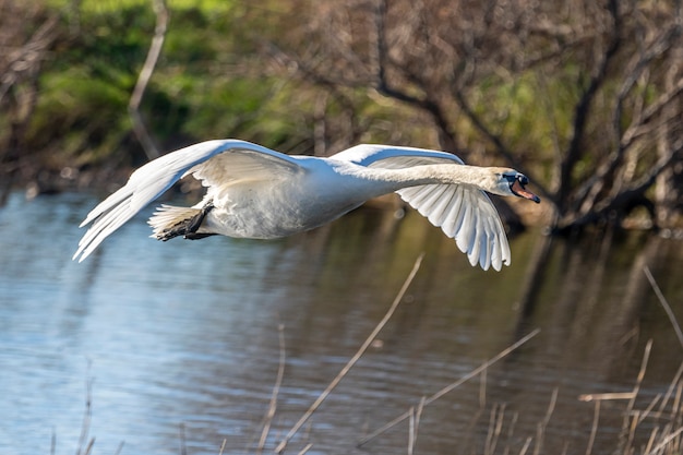 Cygne volant dans les marais de l'Ampurdan.