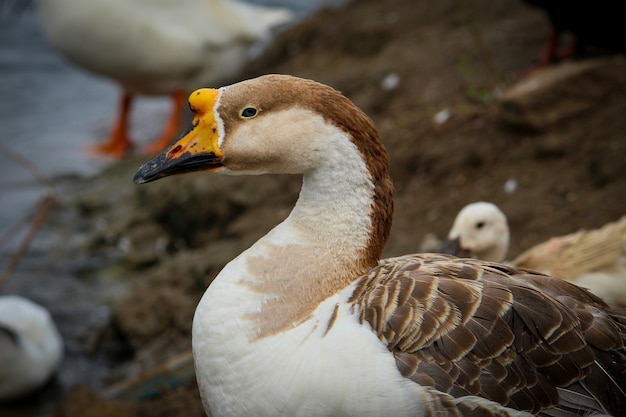 Cygne