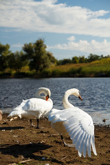 Cygnes Au Bord D'un étang De Parc.