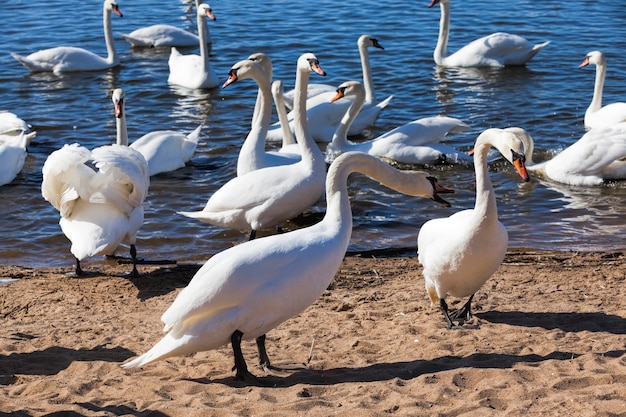 Cygnes au printemps au bord du lac