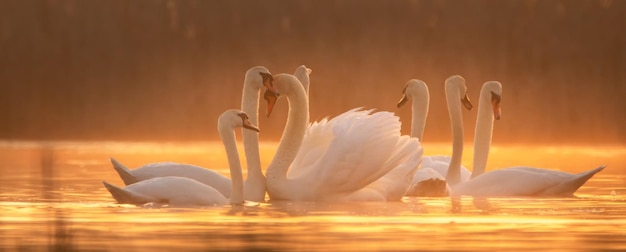 Cygnes blancs à l'aube Soirée sur le lac