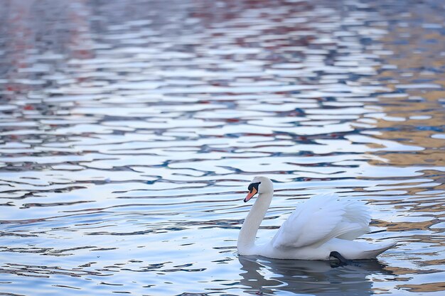 cygnes blancs dans l'eau / beaux oiseaux sauvages, cygnes dans la nature