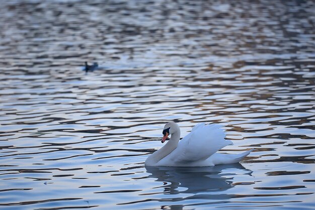 cygnes blancs dans l'eau / beaux oiseaux sauvages, cygnes dans la nature