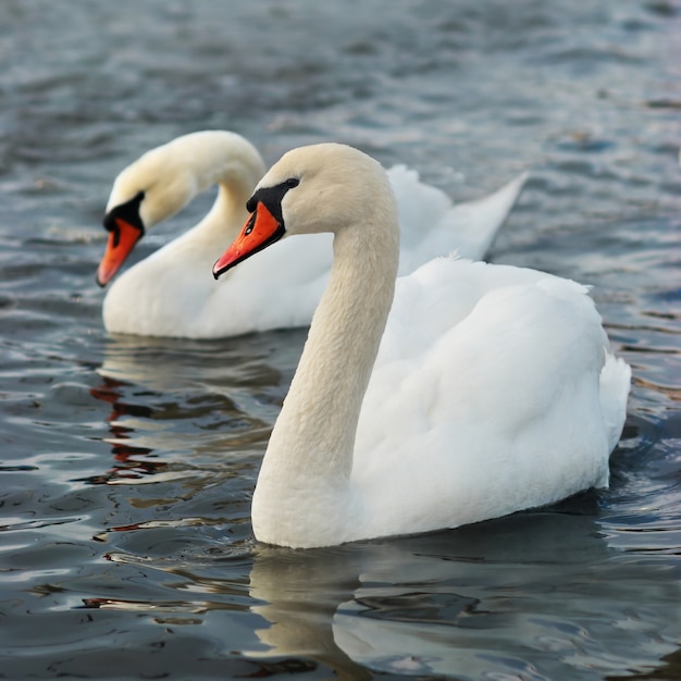 Cygnes blancs sur l'eau.