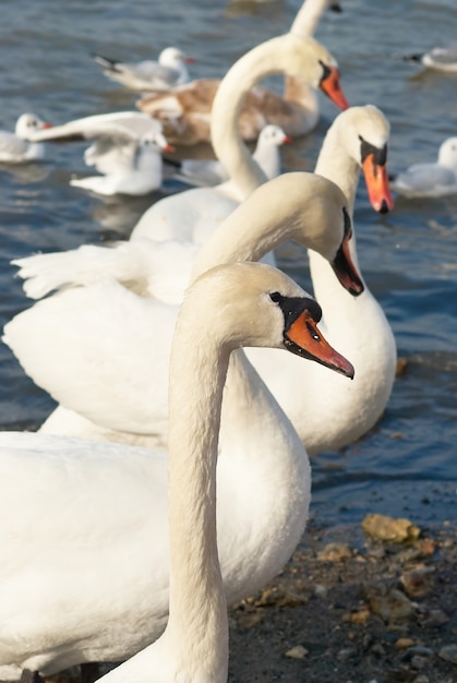 Cygnes blancs sur l'eau.