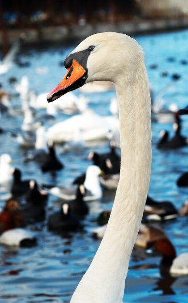 Cygnes blancs sur l'eau.