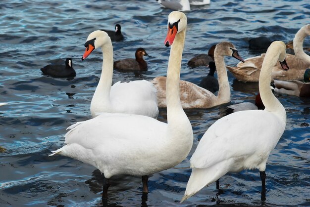 Cygnes blancs sur l'eau.