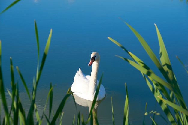 Cygnes blancs sur l'étang avec un reflet des nuages