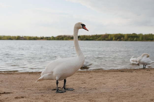 Cygnes blancs gracieux sur le lac scène de la faune de cygnes tuberculés