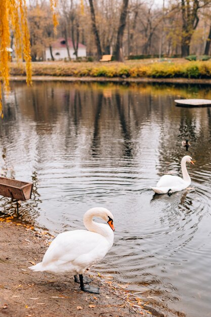 Cygnes blancs sur le lac automne parc feuilles jaunes sur les arbres