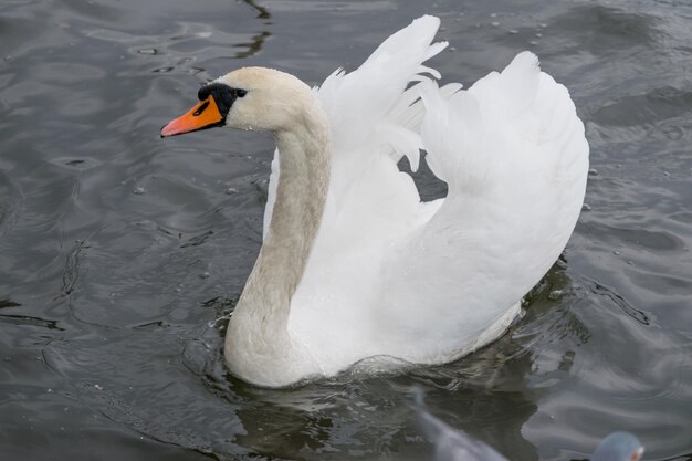 Photo cygnes blancs sur le lac un jour de pluie