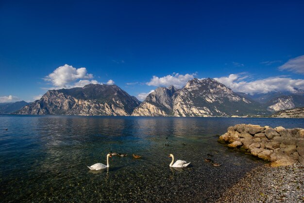 Cygnes blancs sur le lac Lago di Garda dans un paysage alpin Italie