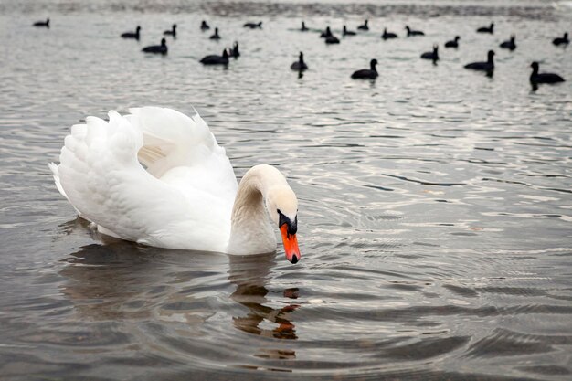 Cygnes blancs sur le lac près de la ville de Goryachy Klyuch