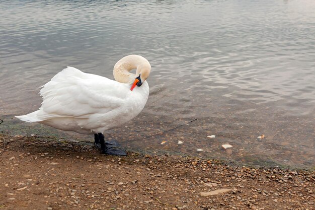 Cygnes blancs sur le lac près de la ville de Goryachy Klyuch