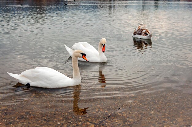 Cygnes blancs sur le lac près de la ville de Goryachy Klyuch