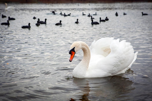 Cygnes blancs sur le lac près de la ville de Goryachy Klyuch