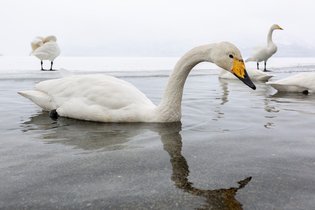 Cygnes blancs nageant dans le lac d&#39;hiver ne gelant pas au Japon