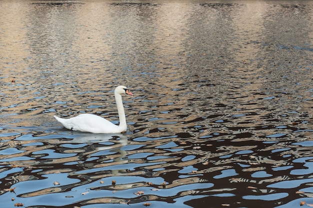 Les cygnes blancs nagent dans le lac dans le parc d'automne