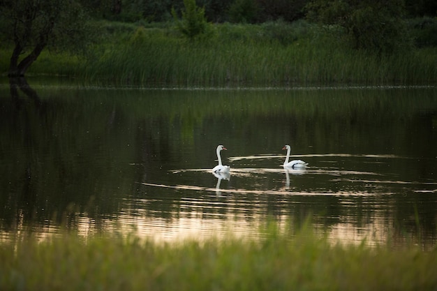 Des cygnes blancs nagent dans un plan d'eau