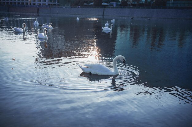 cygnes blancs planant dans le lac dans les rayons du soleil couchant sur fond d'un inachevé