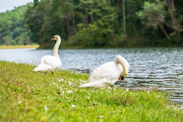 Cygnes blancs près du fond de la rivière et de la forêt