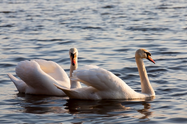 Cygnes blancs