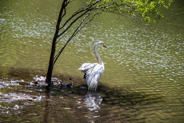 Les cygnes célibataires vivent dans le milieu naturel.