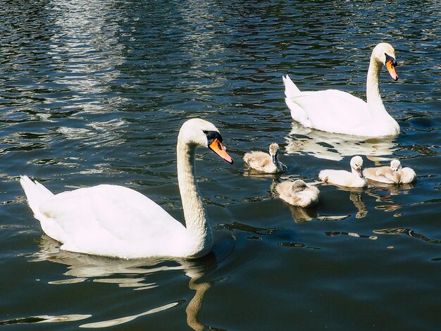 Photo des cygnes avec des cygnes nageant au lac