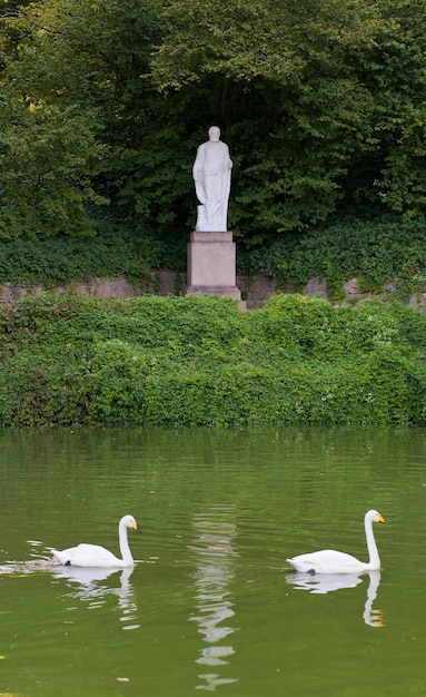 Cygnes dans le lac Uman Ukraine