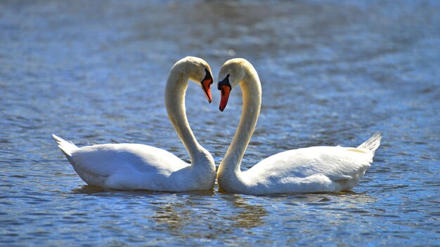 Photo des cygnes dans un lac