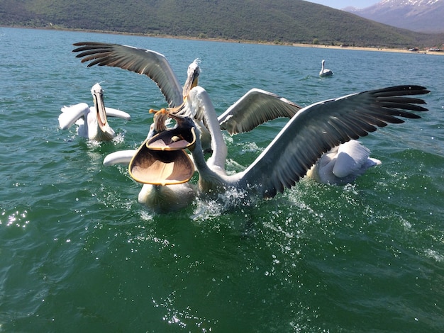 Photo des cygnes dans le lac