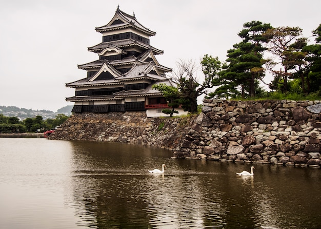 Cygnes dans le petit canal du château de Matsumoto au Japon