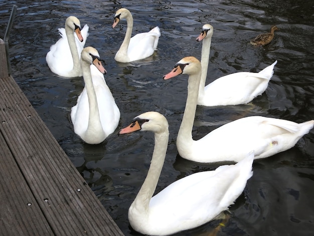 cygnes sur l&#39;étang