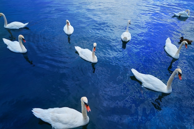 Cygnes à Genève Genève Suisse