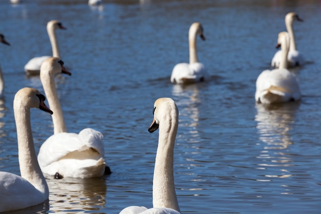 Cygnes en gros plan au printemps, un beau groupe de sauvagine d'oiseaux cygnes sur un lac ou une rivière, un groupe de cygnes qui nagent sur l'eau