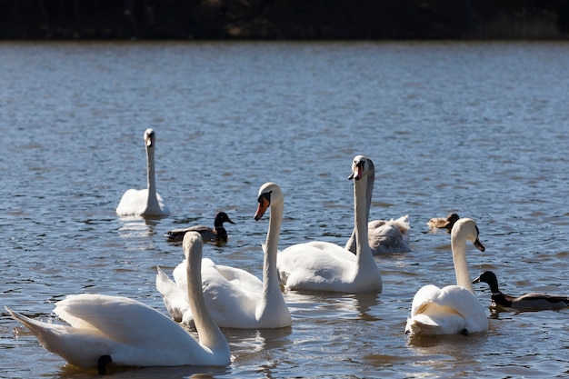 Cygnes en gros plan au printemps, un beau groupe de sauvagine d'oiseaux cygnes sur un lac ou une rivière, un groupe de cygnes qui nagent sur l'eau